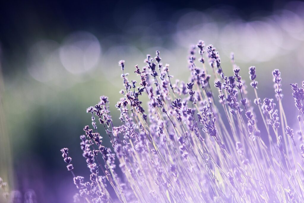 pexels photo 286763 286763 Macro shot of blooming lavender flowers with a dreamy bokeh effect, ideal for nature backgrounds.